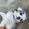 puppy, dog, sand, pet, animal, cute, fluffy, blue_eyes, lying_down, playful, collar, leash, hand, outdoor, young, fur, petting, adorable, closeup, portrait