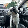 Blue participe au concours pour gagner de l'argent avec cette photo : puppy, dog, car_interior, passenger_seat, window, residential_area, house, greenery, collar, modern_car, curious, sitting, pet, domestic_animal, daylight, side_view, young_dog, alert, fur, canine