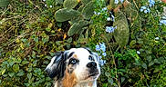Blue participe au concours pour gagner de l'argent avec cette photo : dog, australian_shepherd, blue_eyes, pet, cactus, succulent, flowers, greenery, hand, treat, outdoor, garden, nature, fur, leash, animal, grass, plant, attention, waiting