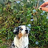 dog, australian_shepherd, blue_eyes, pet, cactus, succulent, flowers, greenery, hand, treat, outdoor, garden, nature, fur, leash, animal, grass, plant, attention, waiting