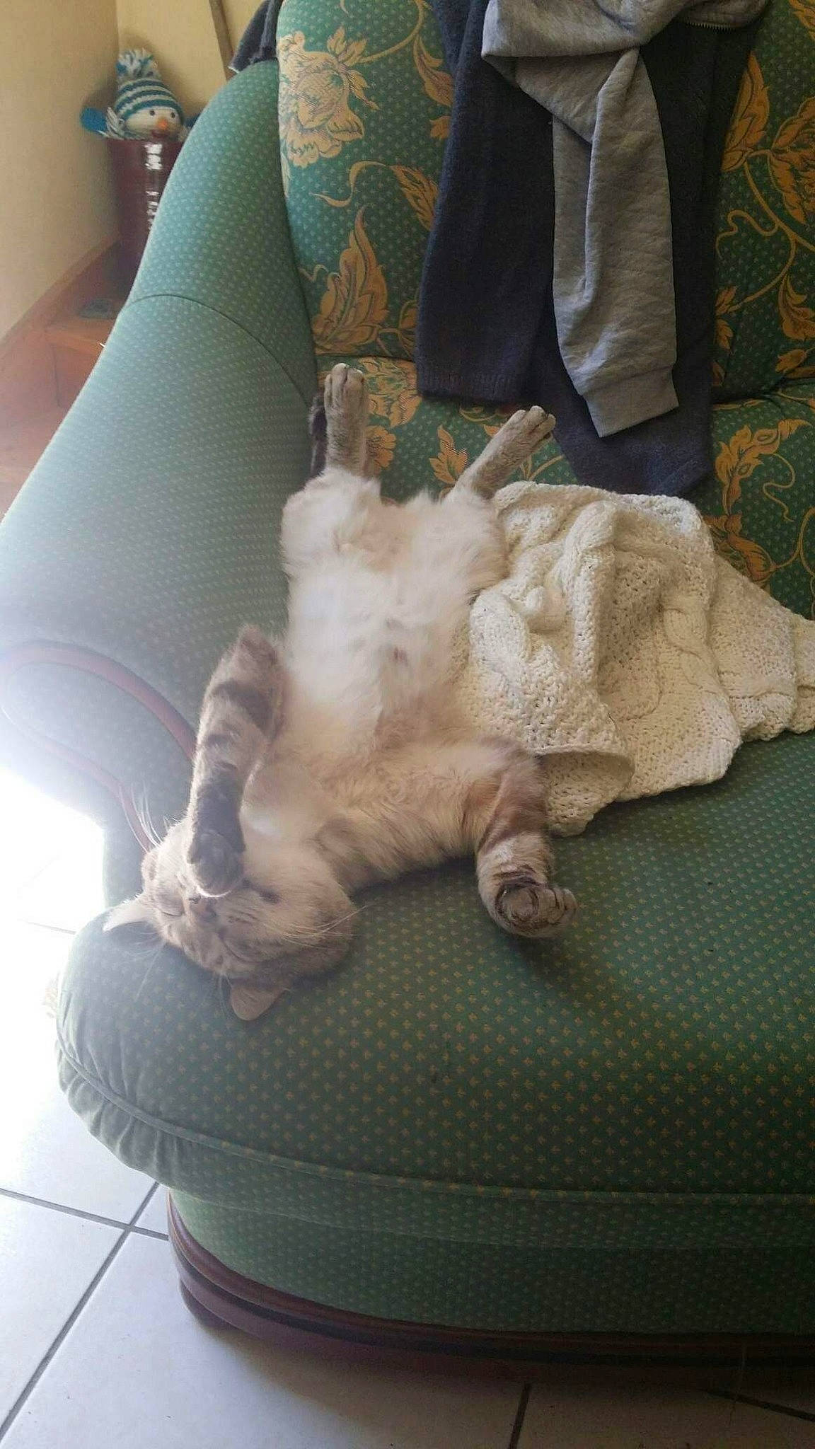 P'Tit Chat