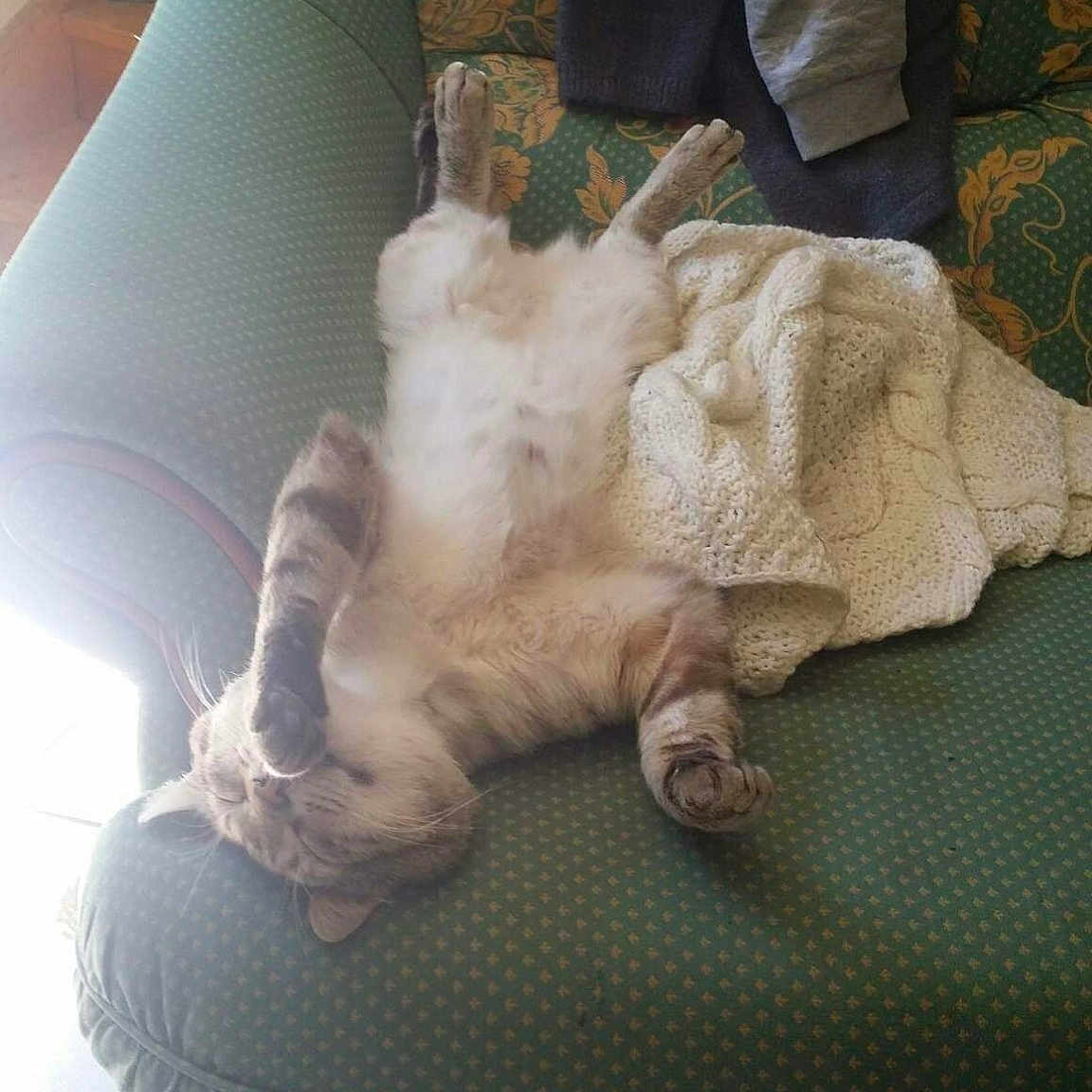 P'Tit Chat