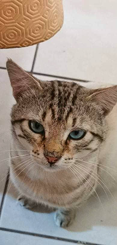 P'Tit Chat a rejoint le concours — aidez-le/la à gagner de superbes lots ! aegean_cat, american_shorthair, american_wirehair, asian, australian_mist, bengal, california_spangled, carnivore, cat, domestic_short_haired_cat, dragon_li, european_shorthair, felidae, kitten, mammal, ocicat, small_to_medium_sized_cats, tabby_cat, vertebrate, whiskers