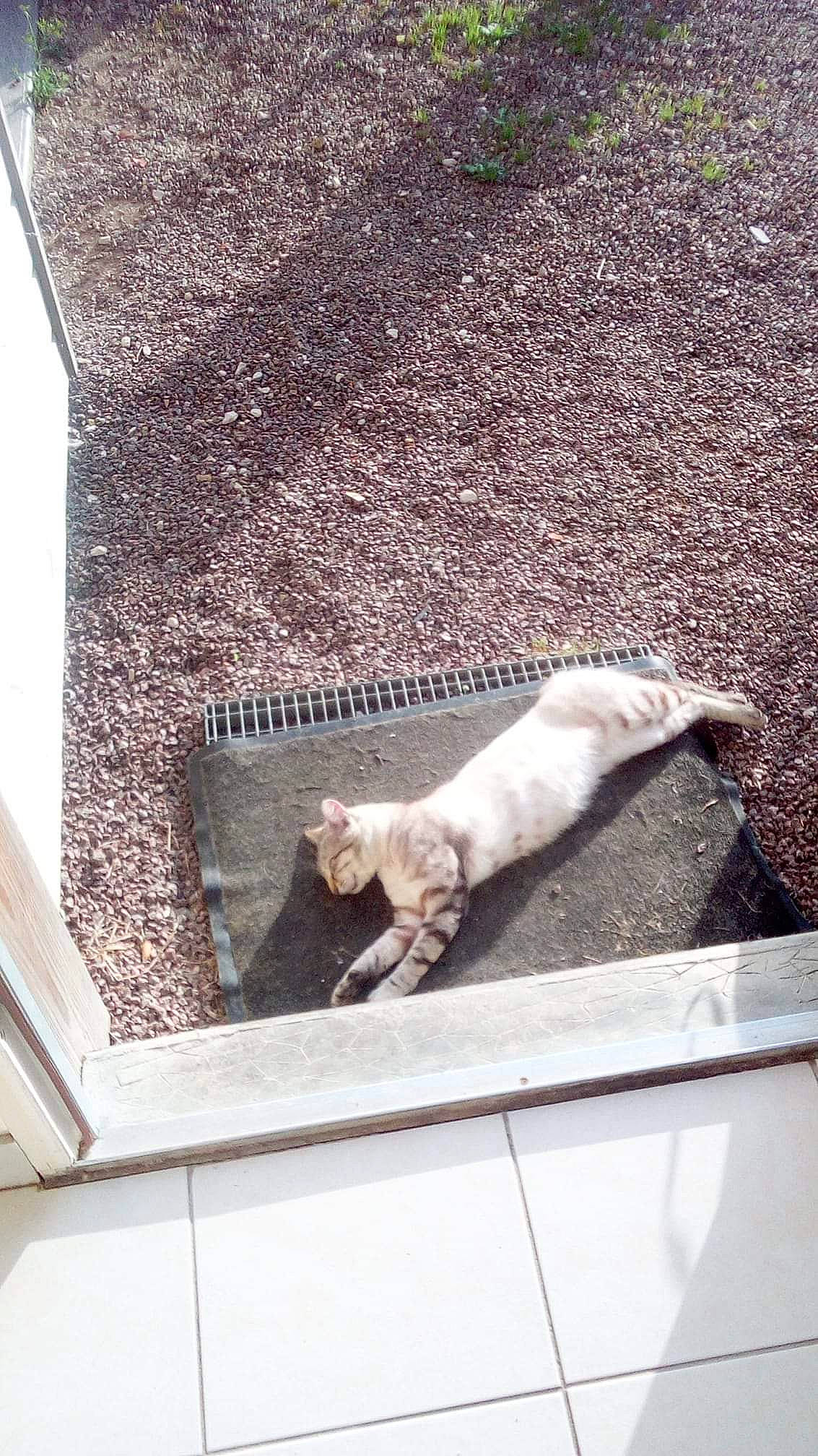 P'Tit Chat participe au concours pour gagner de l'argent avec cette photo : canidae, carnivore, cat, fawn, felidae, small_to_medium_sized_cats, tail