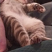 Mia joined the competition — help win amazing prizes! cat, tabby, sleeping, relaxed, couch, furniture, indoor, pet, animal, fur, whiskers, paw, cozy, home, resting, cute, domestic, mammal, feline, comfort