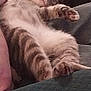 cat, tabby, sleeping, relaxed, couch, furniture, indoor, pet, animal, fur, whiskers, paw, cozy, home, resting, cute, domestic, mammal, feline, comfort