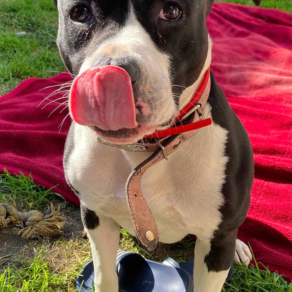 Maya participe au concours pour gagner de l'argent avec cette photo : animal, architecture, ball, building, canine, dog, face, football, grass, head, outdoors, person, pet, photography, plant, puppy, shelter, soccer, soccerball, sport