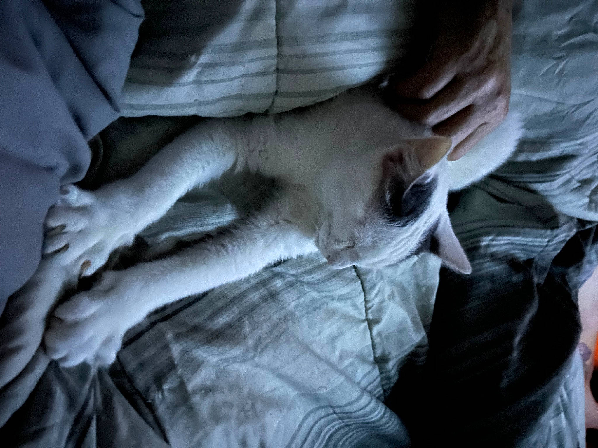 Adonis is registered to the contest to win money with this photo: arm, chest, comfort, elbow, eye, finger, flash_photography, gesture, grey, hand, human_leg, knee, linens, nail, sleeve, thumb, trunk, wood, wrinkle, wrist