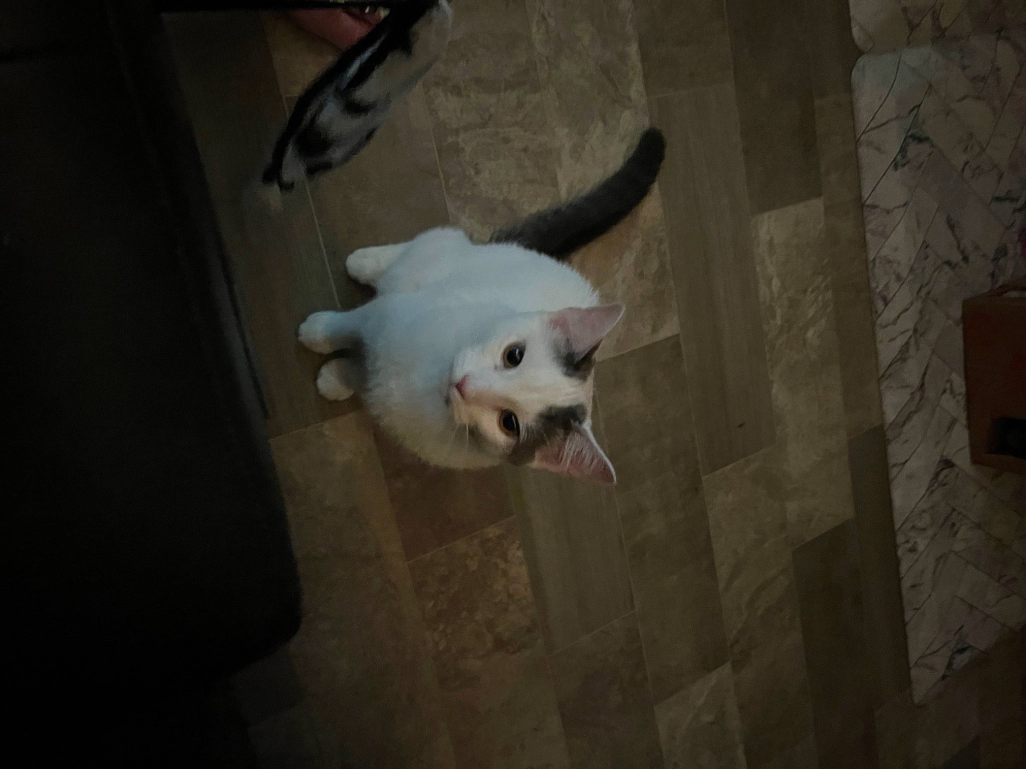 Adonis joined the competition — help win amazing prizes! bone, canidae, cat, claw, companion_dog, dog_breed, domestic_short_haired_cat, fang, fawn, felidae, flooring, fur, jaw, non_sporting_group, paw, small_to_medium_sized_cats, sporting_group, tail, whiskers, wood