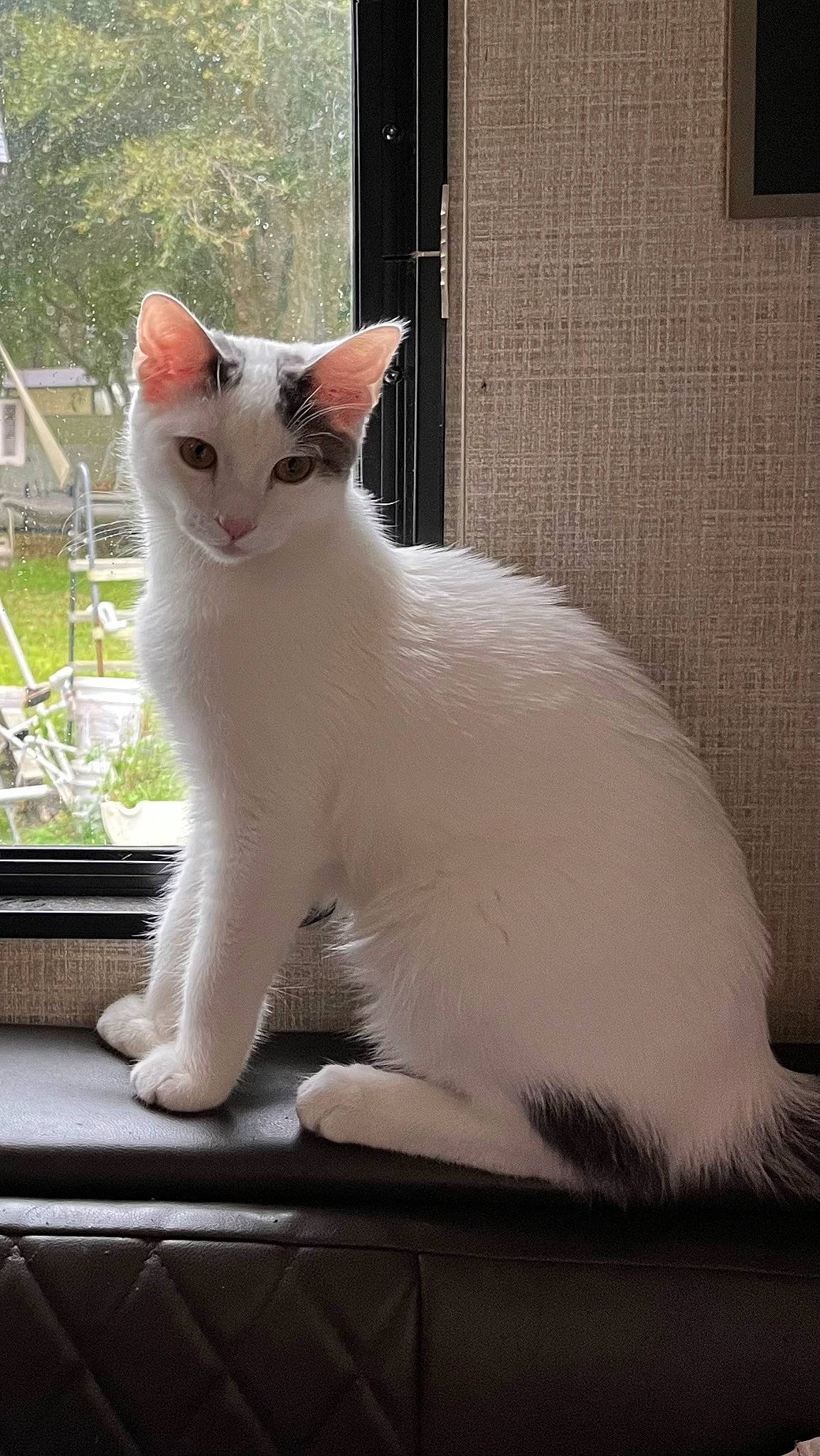 Adonis joined the competition — help win amazing prizes! carnivore, cat, domestic_short_haired_cat, eye, fawn, felidae, fur, head, rectangle, sitting, small_to_medium_sized_cats, snout, tail, terrestrial_animal, whiskers, window