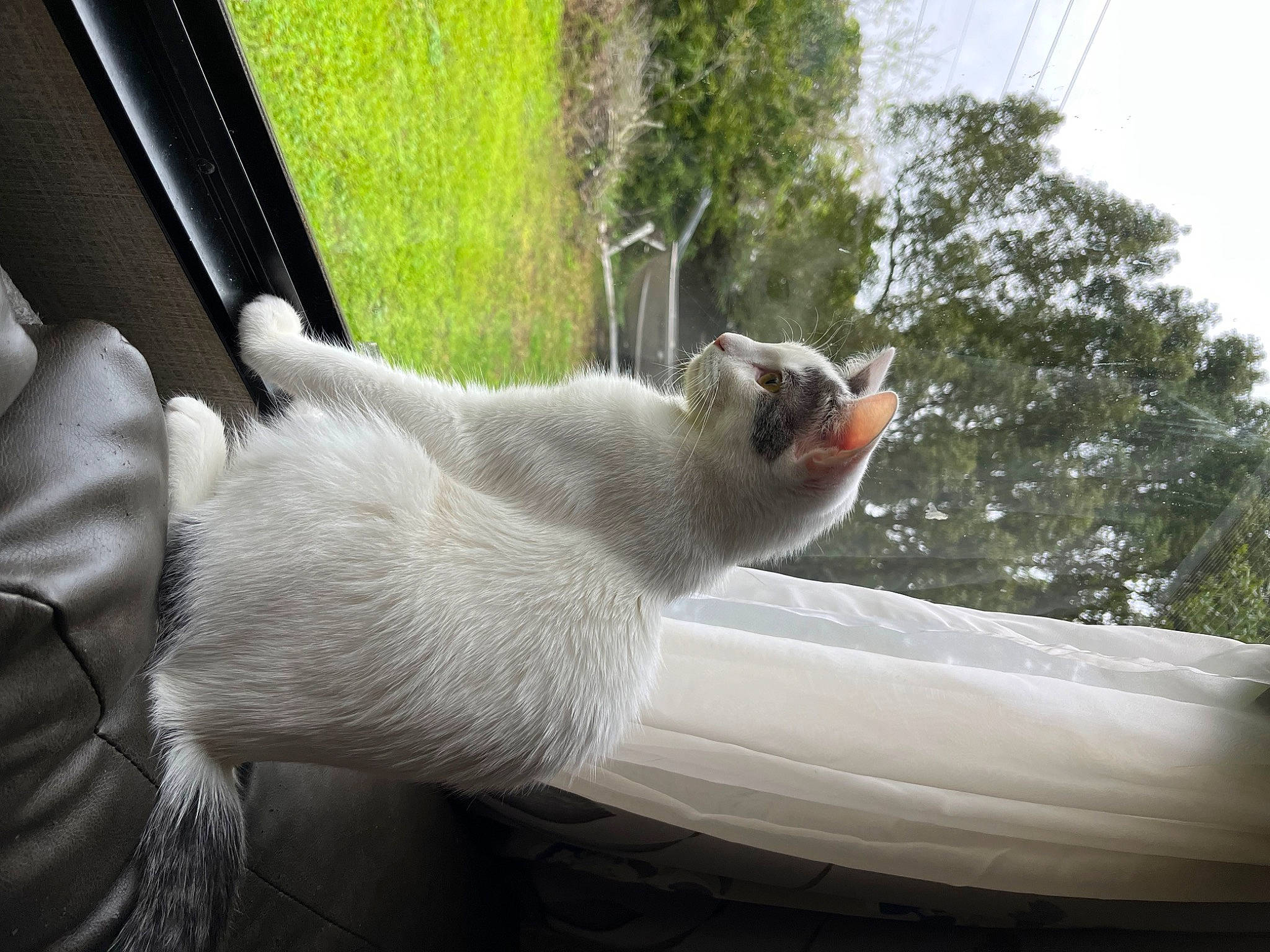 Adonis is registered to the contest to win money with this photo: canidae, carnivore, cat, comfort, domestic_short_haired_cat, door, fawn, felidae, flowerpot, mammal, paw, plant, sky, small_to_medium_sized_cats, tail, tree, whiskers, window, windshield, wood