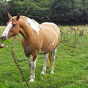 Nova a rejoint le concours — aidez-le/la à gagner de superbes lots !