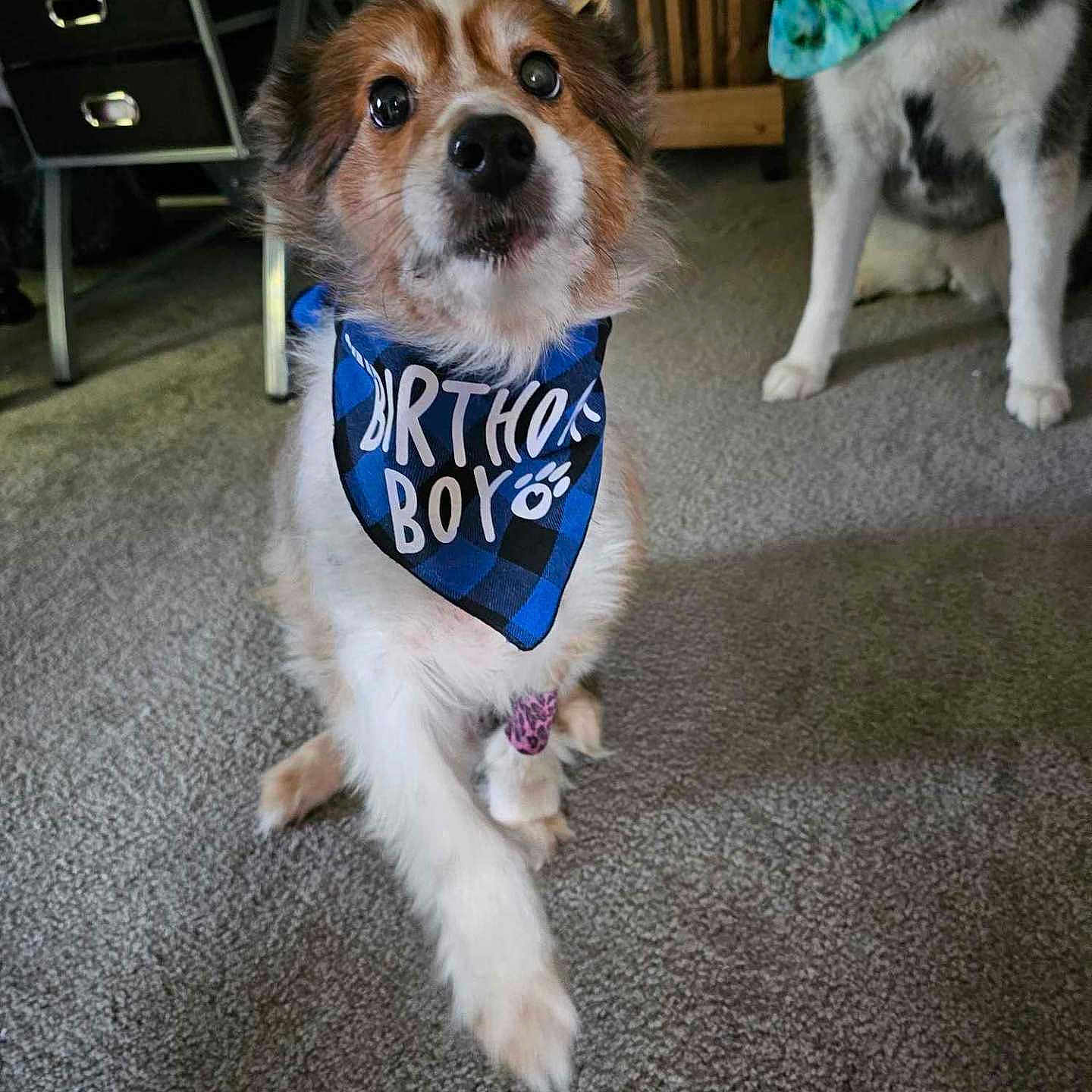 Stitch joined the competition — help win amazing prizes! accessories, animal, bandana, bowtie, canine, clothing, cockerspaniel, dog, formalwear, furniture, headband, husky, leash, papillon, pet, puppy, scarf, strap, table, tie