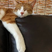 Thomas joined the competition — help win amazing prizes! cat, sleeping, orange_cat, white_paw, leather_couch, indoor, cozy, relaxed, pet, feline, resting, home, window_blind, bamboo_blind, fur, animal, cute, calm, domestic_cat, napping