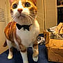 Thomas is registered to the contest to win money with this photo: cat, orange_cat, white_cat, bow_tie, pet, indoor, feline, curious, whiskers, green_eyes, domestic_animal, cardboard_box, blue_surface, household, close_up, portrait, tabby, pet_accessory, cute, animal