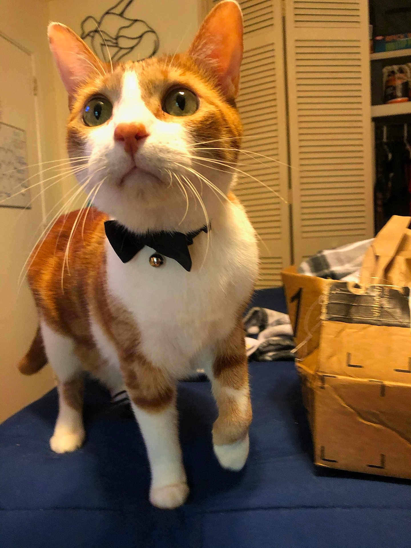 Thomas is registered to the contest to win money with this photo: cat, orange_cat, white_cat, bow_tie, pet, indoor, feline, curious, whiskers, green_eyes, domestic_animal, cardboard_box, blue_surface, household, close_up, portrait, tabby, pet_accessory, cute, animal