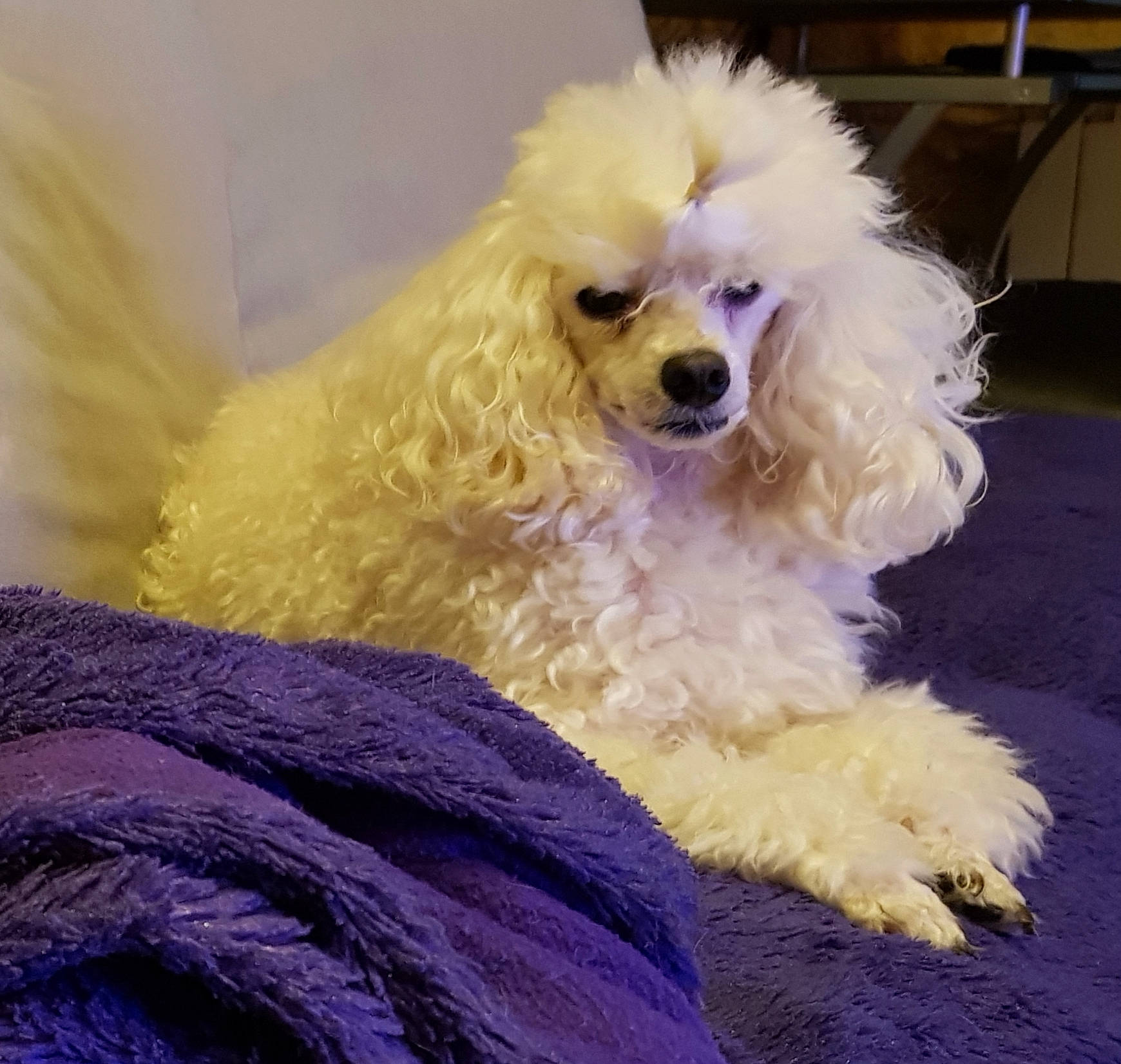 Funky participe au concours pour gagner de l'argent avec cette photo : canidae, carnivore, companion_dog, corgi_chihuahua, dog, dog_breed, dog_supply, fur, magenta, maltepoo, non_sporting_group, poodle, purple, sporting_group, sunglasses, toy_dog, water_dog, working_animal