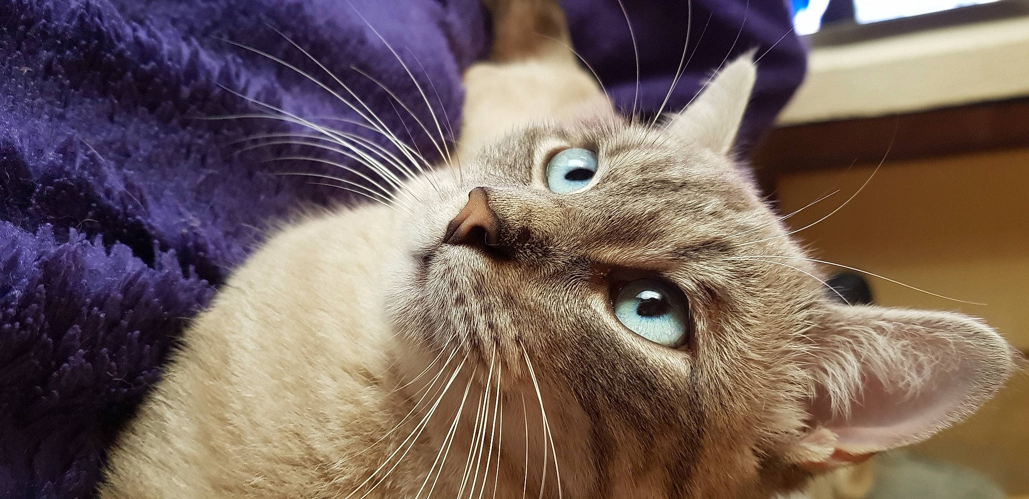 Minou participe au concours pour gagner de l'argent avec cette photo : carnivore, cat, close_up, comfort, domestic_short_haired_cat, ear, electric_blue, felidae, fur, photography, small_to_medium_sized_cats, snout, whiskers