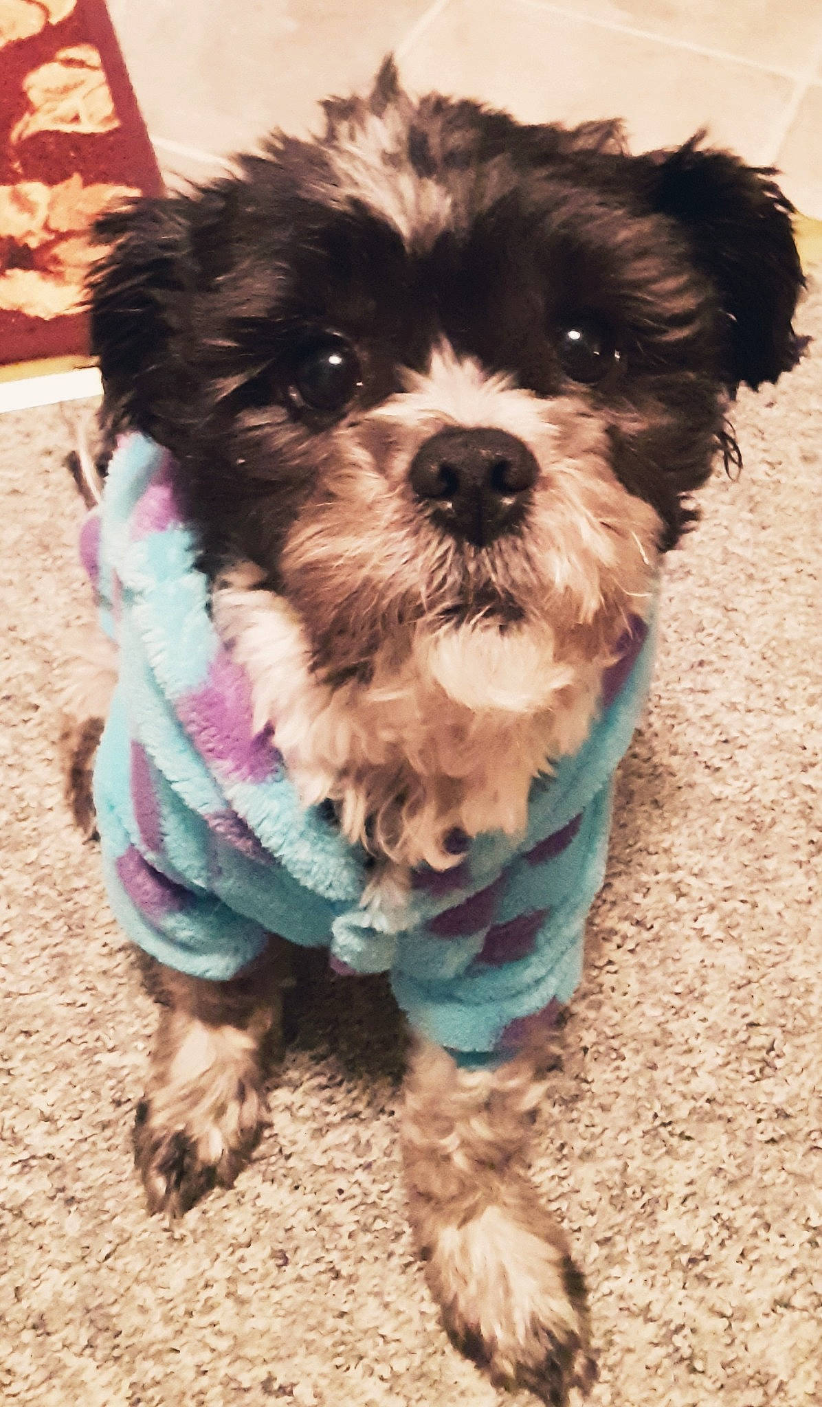 Shiloh joined the competition — help win amazing prizes! bolonka, canidae, carnivore, chinese_imperial_dog, cockapoo, companion_dog, dog, dog_breed, havanese, kyi_leo, maltepoo, mammal, morkie, poodle_crossbreed, puppy, schnoodle, shih_poo, shih_tzu, vertebrate, yorkipoo