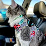 Franklin Fortyfive is registered to the contest to win money with this photo: cat, pet, harness, car_interior, seat, window, fur, gray, white, animal, indoor, side_view, closeup, collar, patterned, cute, domestic_animal, sitting, looking_away, daylight