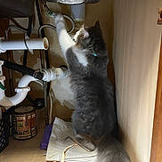 Franklin Fortyfive is registered to the contest to win money with this photo: cat, gray_cat, white_cat, fluffy_cat, under_sink, pipes, plumbing, household, curious, pet, feline, claw, paw, wooden_floor, tool, allen_wrench, can, collar, indoor, cabinet