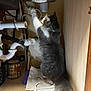 cat, gray_cat, white_cat, fluffy_cat, under_sink, pipes, plumbing, household, curious, pet, feline, claw, paw, wooden_floor, tool, allen_wrench, can, collar, indoor, cabinet