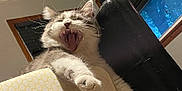 Franklin Fortyfive is registered to the contest to win money with this photo: cat, yawning, feline, indoor, cushion, paw, fur, whiskers, window, furniture, relaxed, resting, cozy, home, animal, pet, mammal, cute, sleepy, soft