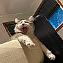 cat, yawning, feline, indoor, cushion, paw, fur, whiskers, window, furniture, relaxed, resting, cozy, home, animal, pet, mammal, cute, sleepy, soft