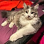 Franklin Fortyfive joined the competition — help win amazing prizes! cat, fluffy, gray, white, pet, animal, feline, lying_down, paw, indoor, closeup, portrait, cute, relaxed, fur, whiskers, bed, soft, domestic, resting