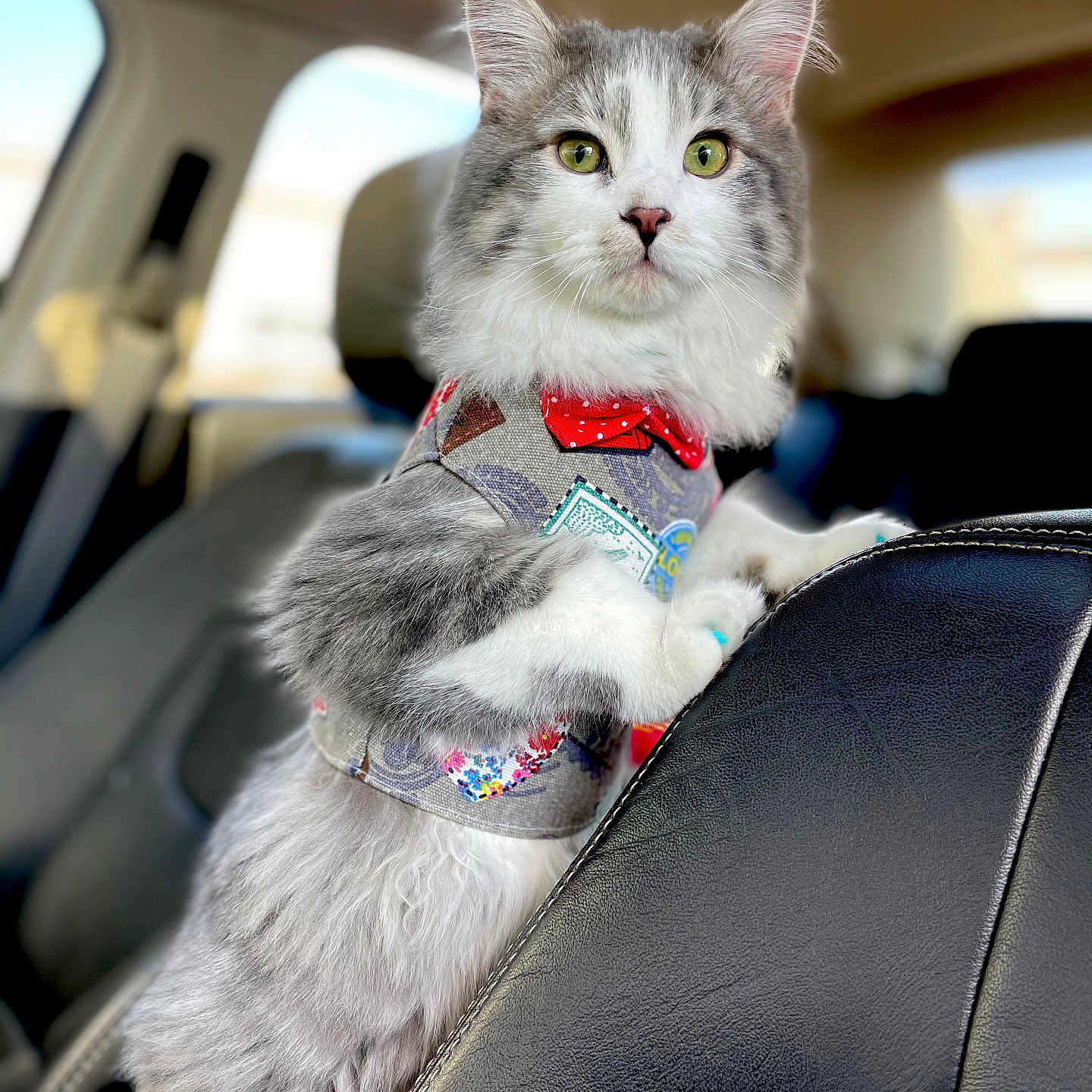 Franklin Fortyfive joined the competition — help win amazing prizes! alert, animal, bow_tie, car, car_interior, cat, close_up, cute, domestic_animal, feline, fluffy, gray_and_white, green_eyes, indoor, pet, portrait, seat, soft_lighting, standing, vest