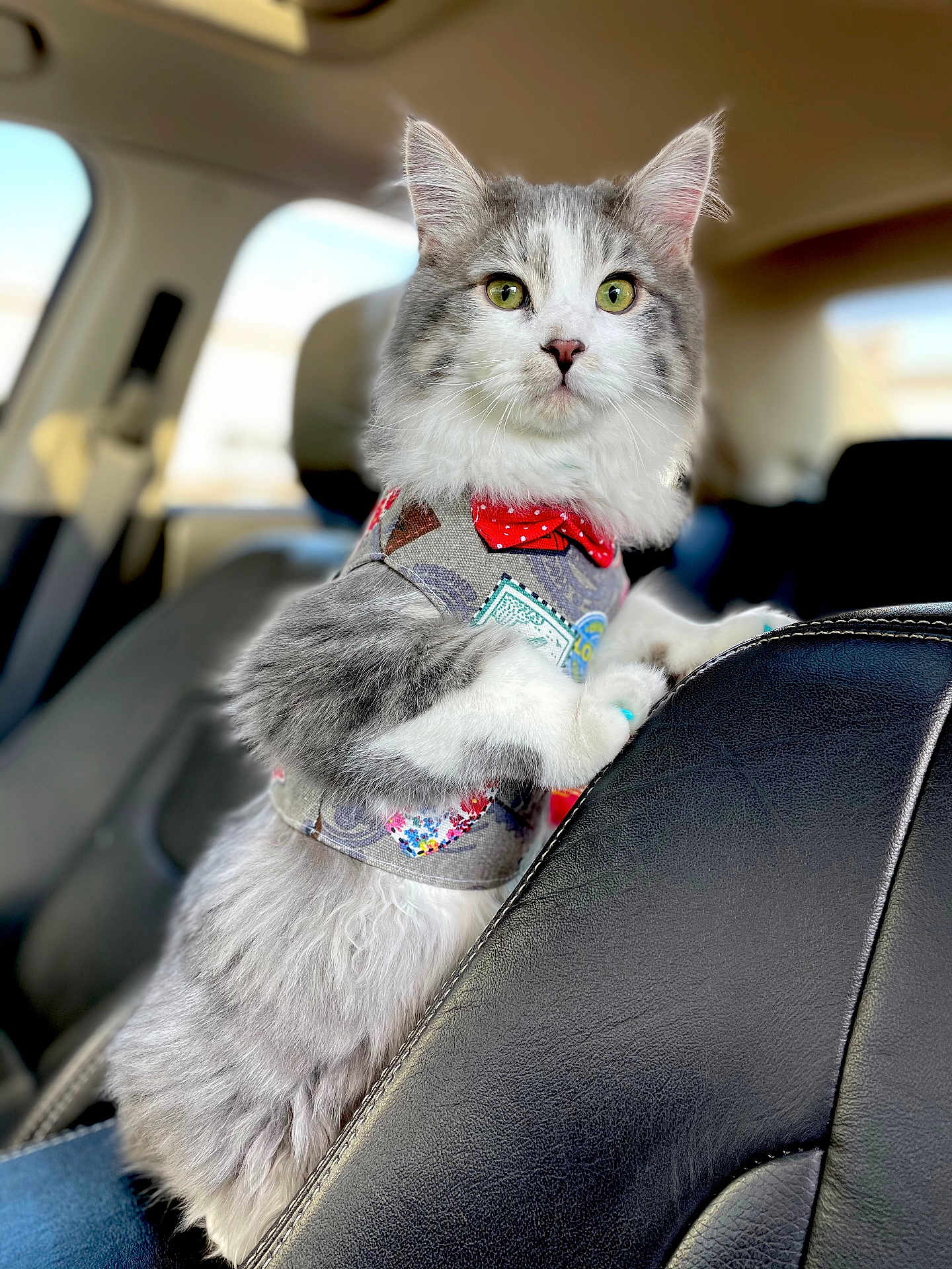 Franklin Fortyfive joined the competition — help win amazing prizes! cat, pet, feline, car_interior, seat, vest, bow_tie, gray_and_white, fluffy, alert, green_eyes, standing, indoor, animal, cute, portrait, soft_lighting, close_up, domestic_animal, car