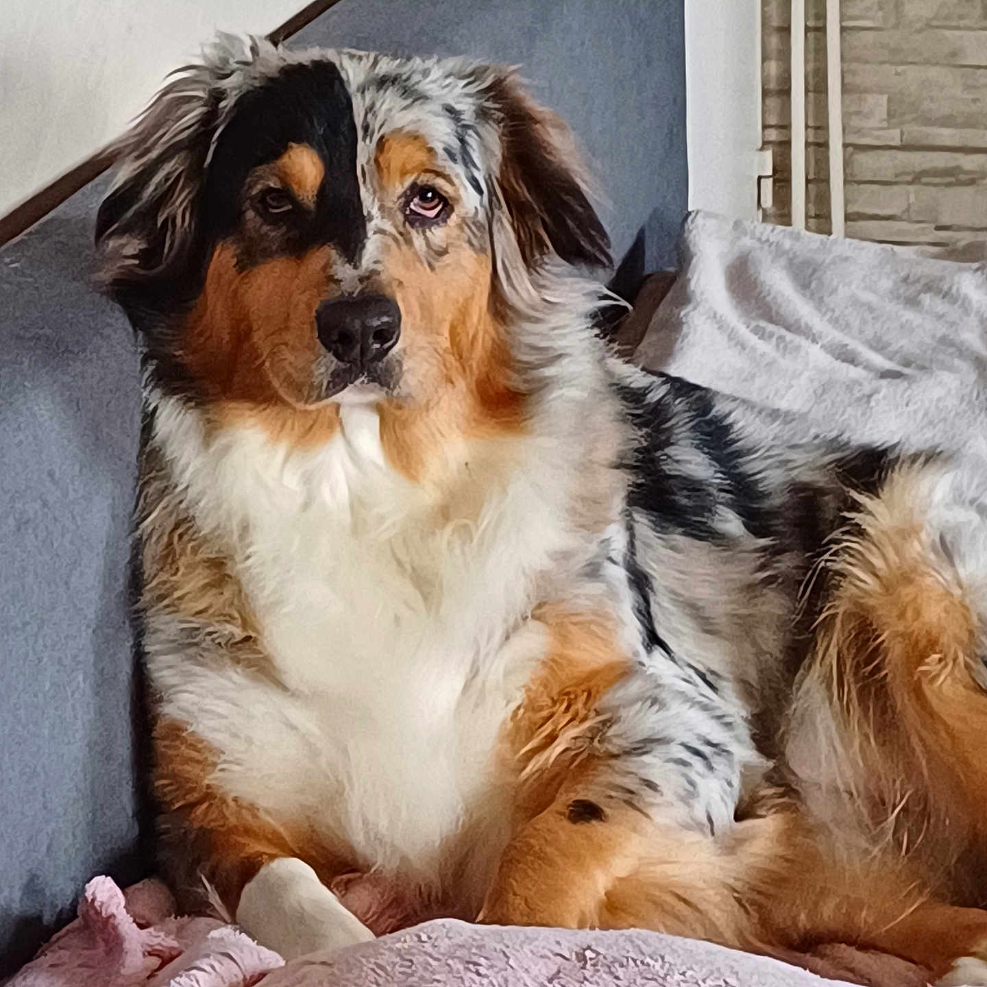 Cookie participe au concours pour gagner de l'argent avec cette photo : animal, architecture, armchair, blanket, building, canine, chair, cockerspaniel, collie, couch, cushion, dog, dogbed, furniture, homedecor, hound, papillon, pet, puppy, terrier