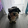 animal, cap, cozy, curtain, cute, dog, domestic, floor, fluffy, fur, hat, indoor, natural_light, pet, portrait, shadow, sitting, small_dog, window, wooden_floor