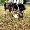animal, apartment, balcony, building, canine, curious, daylight, dog, fur, grass, greenery, ground, nature, outdoor, pet, pine_cone, small_dog, sniffing, urban, walking