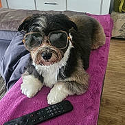 Milo participe au concours pour gagner de l'argent avec cette photo : accessory, animal, black_and_white_dog, cozy, cute, decor, dog, funny, furniture, household, indoor, laid_back, living_room, pet, purple_blanket, relaxed, remote_control, sunglasses, table, wooden_floor