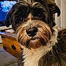 Milo a rejoint le concours — aidez-le/la à gagner de superbes lots ! animal, canine, close_up, companion, couch, cute, dog, domestic, ears, face, fluffy, fur, home, indoor, living_room, pet, portrait, television, whiskers, wooden_furniture