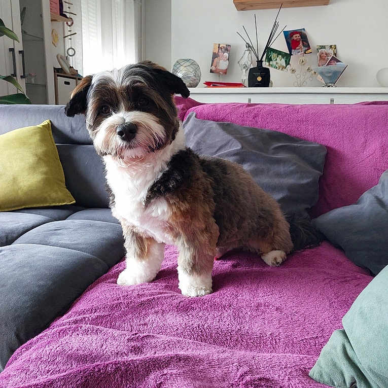 Milo participe au concours pour gagner de l'argent avec cette photo : dog, couch, blanket, living_room, pillow, pet, fur, indoor, furniture, home_decor, animal, cozy, curious, tri_color, sitting, domestic_animal, companion, cute, small_dog, relaxation