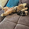 animal, canine, casual, comfort, couch, cozy, dog, domestic, fluffy, fur, home, indoor, living_room, pet, pillows, relaxed, resting, sleeping, soft, sprawled_out