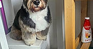 Milo a rejoint le concours — aidez-le/la à gagner de superbes lots ! dog, small_dog, sitting, stool, indoor, table, wooden_furniture, floor, pet, cute, beard, black_and_white, fur, looking_at_camera, domestic, household, chair, toy, container, kitchen