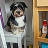 dog, small_dog, sitting, stool, indoor, table, wooden_furniture, floor, pet, cute, beard, black_and_white, fur, looking_at_camera, domestic, household, chair, toy, container, kitchen