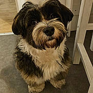 Milo participe au concours pour gagner de l'argent avec cette photo : dog, indoor, carpet, furniture, chair, curious, pet, animal, cute, fluffy, black_and_white, small_dog, looking_up, beard, snout, ears, floor, doorframe, household, companion