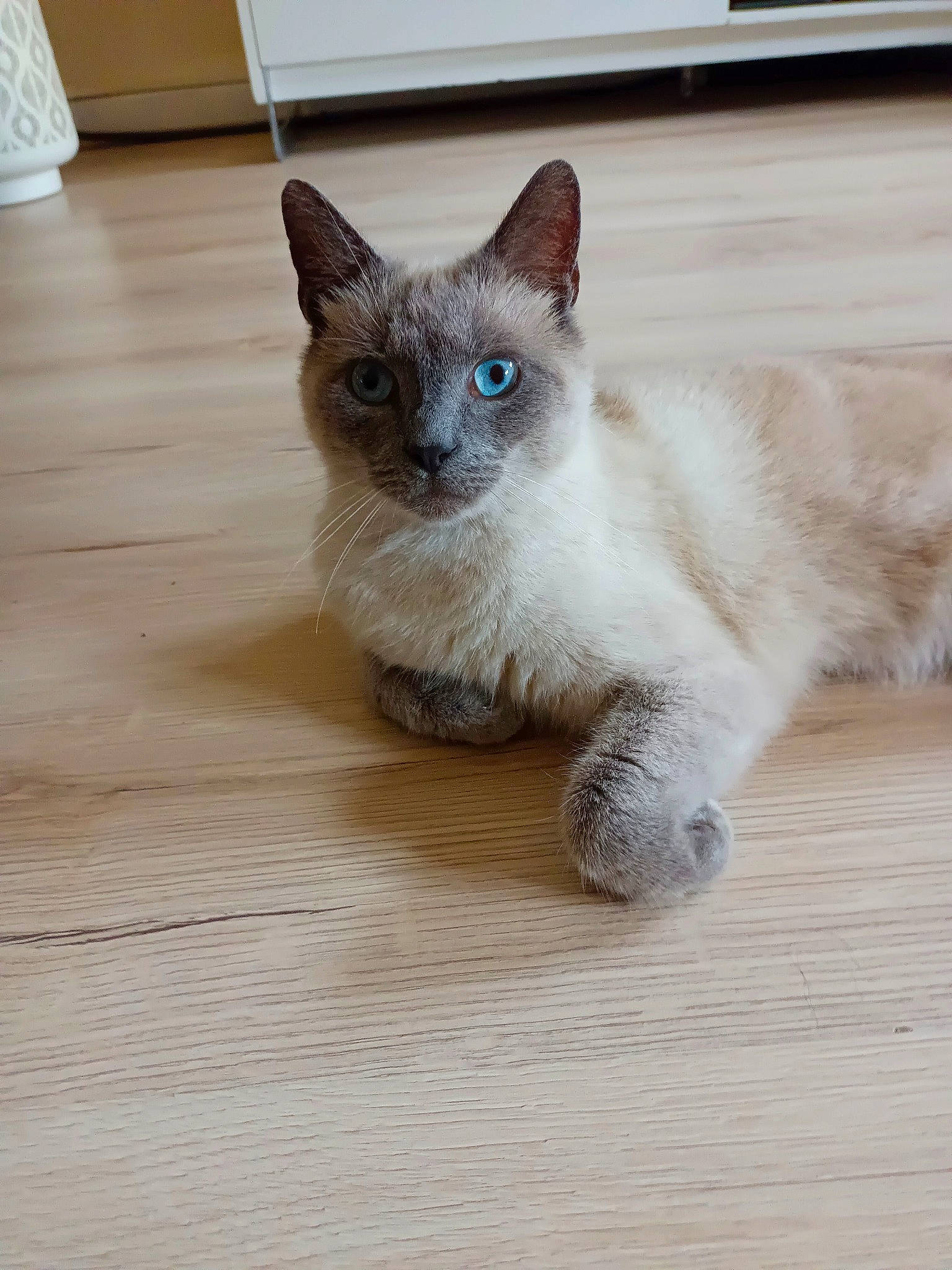 Aladin participe au concours pour gagner de l'argent avec cette photo : balinese, carnivore, cat, claw, domestic_short_haired_cat, fawn, felidae, flooring, foot, fur, hardwood, paw, siamese, small_to_medium_sized_cats, snout, tail, terrestrial_animal, whiskers, wood, wood_flooring