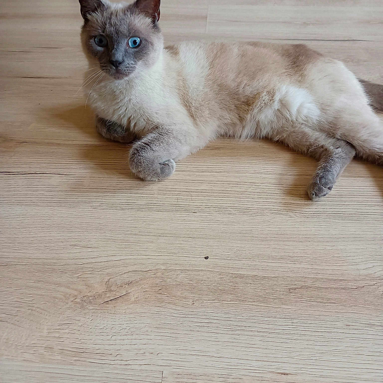 Aladin