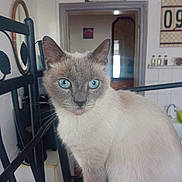 Aladin participe au concours pour gagner de l'argent avec cette photo : cat, blue_eyes, indoor, chair, feline, pet, animal, portrait, curious, calm, metal_chair, home, cozy, sign, wall, doorway, mirror, decor, whiskers, sitting
