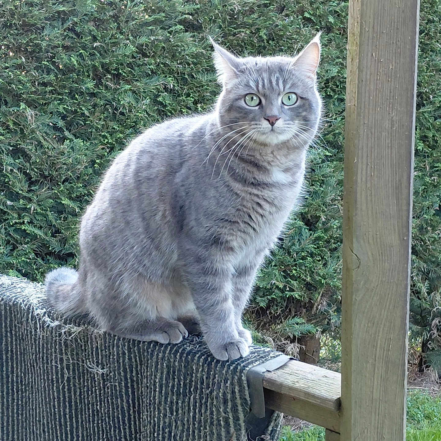 Willow