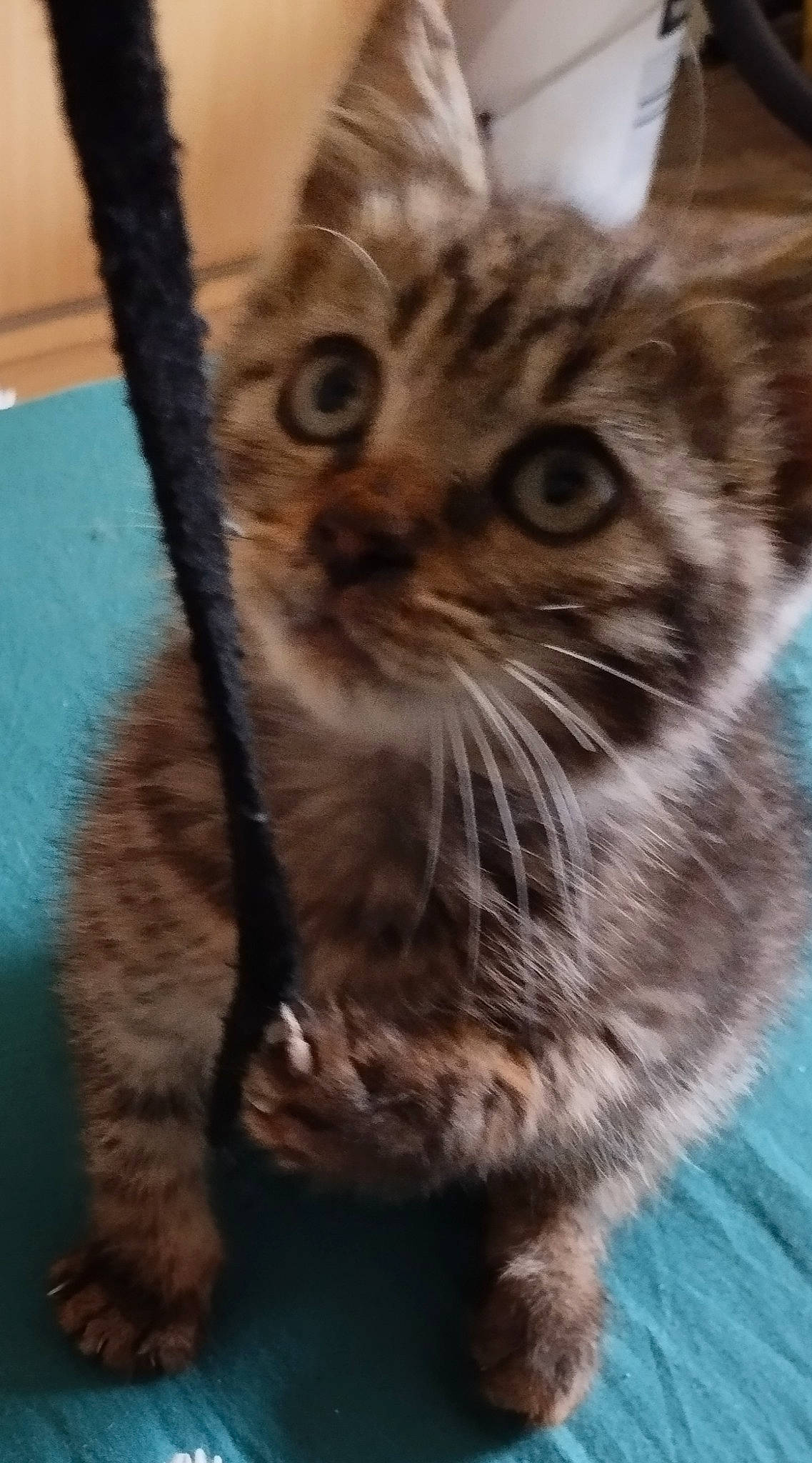 Tiboo participe au concours pour gagner de l'argent avec cette photo : carnivore, cat, claw, domestic_short_haired_cat, eye, fawn, felidae, fur, hair, head, iris, paw, small_to_medium_sized_cats, snout, tail, terrestrial_animal, tree, whiskers, wildlife