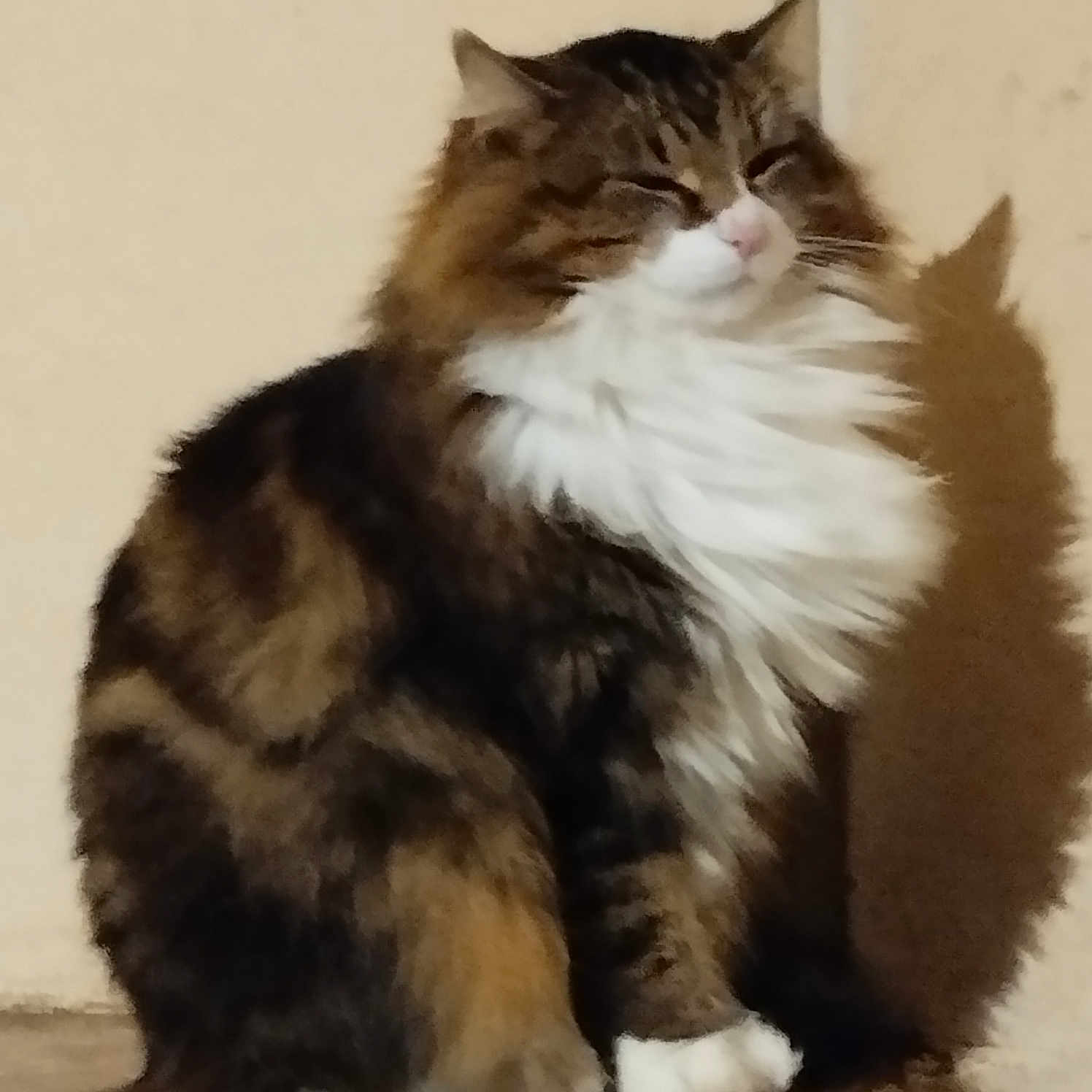 Nikky