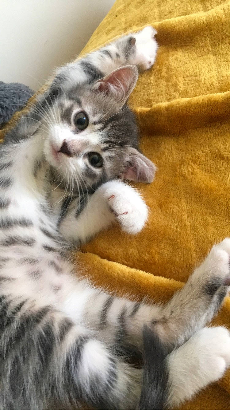 Sana a rejoint le concours — aidez-le/la à gagner de superbes lots ! carnivore, cat, claw, comfort, domestic_short_haired_cat, ear, fawn, felidae, foot, fur, mammal, paw, small_to_medium_sized_cats, snout, tail, terrestrial_animal, whiskers