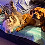 Fox participe au concours pour gagner de l'argent avec cette photo : cat, dog, couch, blanket, indoor, pet, animal, furry, companion, relaxed, cozy, domestic, friendship, cute, paw, fur, mammal, living_room, resting, cute_animals