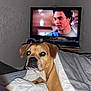 Fox participe au concours pour gagner de l'argent avec cette photo : dog, blanket, bed, indoor, television, person_on_tv, radiator, curious, brown_dog, couch, wall, furniture, home, relaxed, pet, canine, watching_tv, cozy, lighting, portrait
